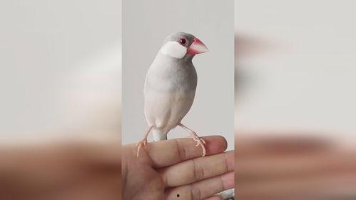 掌中鸟,揭秘智能通讯时代的便捷生活