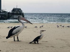 澳大利亚海岸 第二季,探索未知的海域奇观