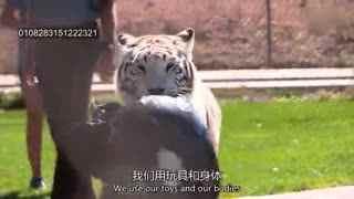 大猫竞技,巅峰对决，谁主沉浮？